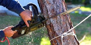 How Our Tree Care Process Works  in Dorneyville, PA